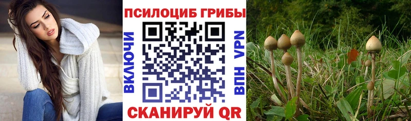 Псилоцибиновые грибы Psilocybe Купить закладки Нолинск